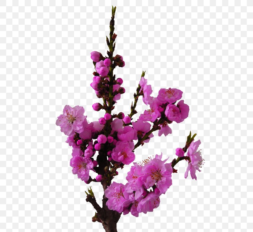 Google Images Wallpaper, PNG, 750x750px, Google Images, Artificial Flower, Blossom, Branch, Cherry Blossom Download Free