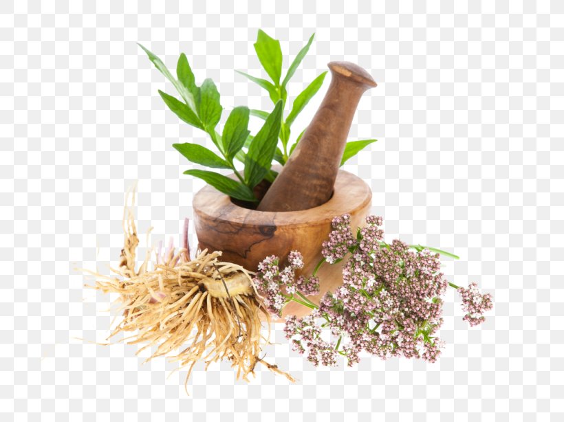 Valerian Dietary Supplement Root Officinalis Plant, PNG, 768x614px, Valerian, Common Sage, Dietary Supplement, Flowerpot, Herb Download Free