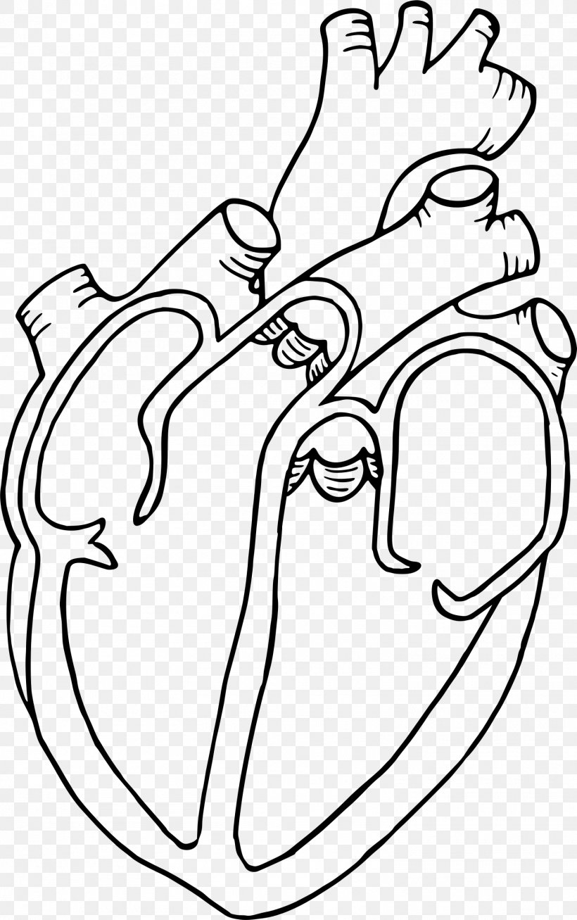 Diagram Heart Anatomy Drawing Clip Art, PNG, 1505x2400px, Watercolor, Cartoon, Flower, Frame, Heart Download Free