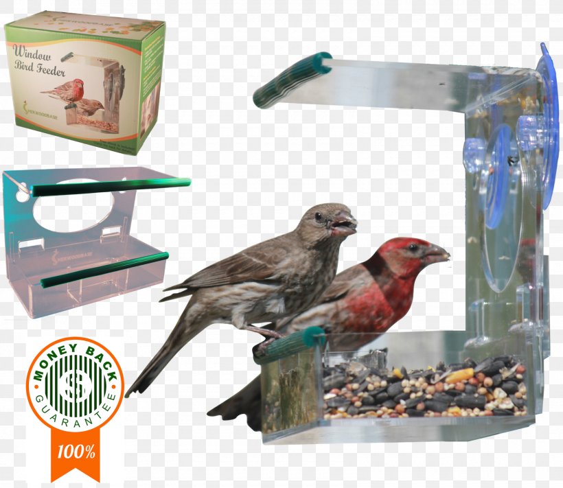 Finch Bird Food Beak Feather, PNG, 1600x1389px, Finch, Beak, Bird, Bird Food, Bird Supply Download Free