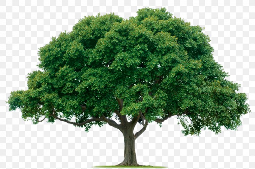 Tree Planting Lawn-Tek, LLC Pruning Arborist, PNG, 1631x1082px, Tree, Arbor Day, Arborist, Branch, Company Download Free