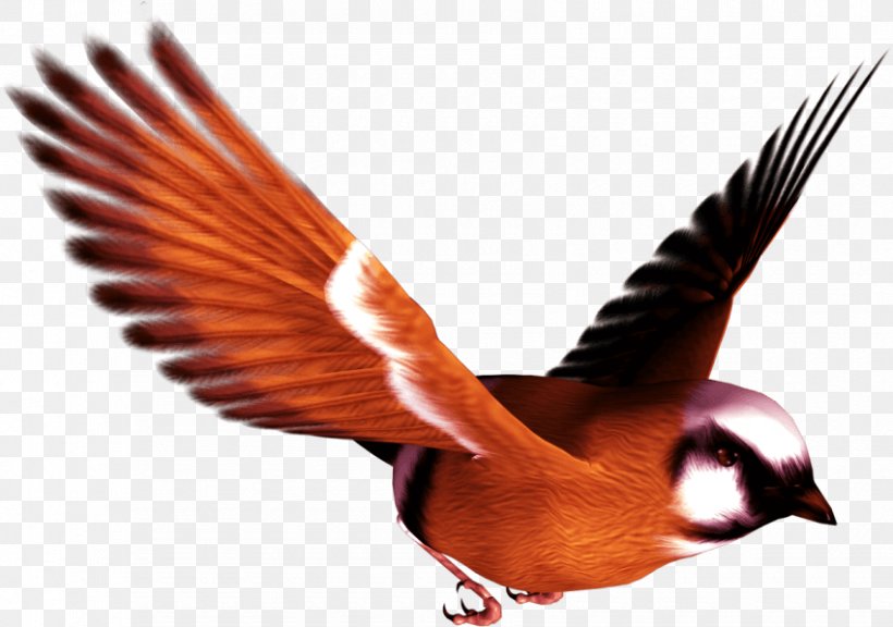 Bird Parrot Clip Art, PNG, 850x598px, Bird, Amazonian Motmot, Beak, Bluebirds, Fauna Download Free