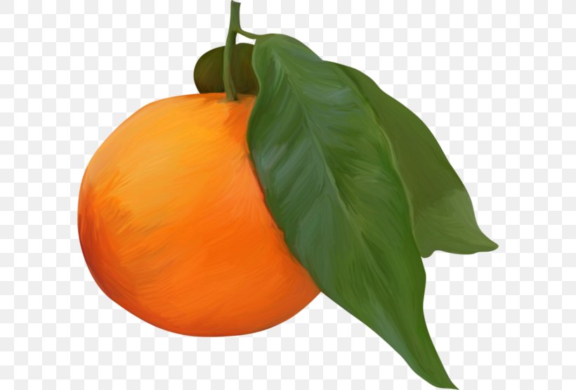 Clementine Orange Juice Fruit, PNG, 600x555px, Clementine, Calabaza, Citrus, Cucurbita, Diospyros Download Free