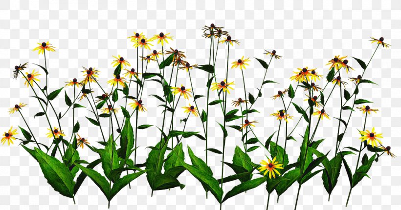 Flower Flowering Plant Plant Wildflower Plant Stem, PNG, 1200x630px, Flower, Chamomile, Flowering Plant, Grass, Pedicel Download Free