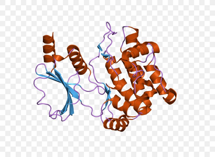 PAK1 PAK2 Protein Kinase HCK, PNG, 800x600px, Protein Kinase, Enzyme, Gene, Genome, Hck Download Free