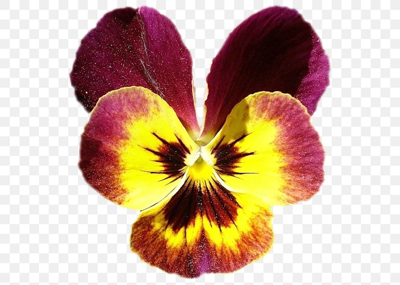 Pansy Violet Petal Flower, PNG, 549x585px, Pansy, Flower, Flowering Plant, Magenta, Petal Download Free
