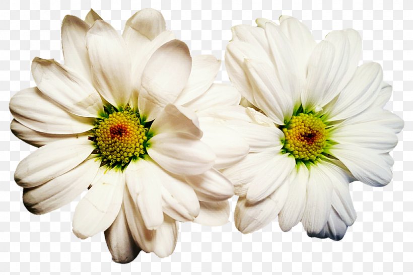 Chrysanthemum Oxeye Daisy Roman Chamomile Transvaal Daisy Daisy Family, PNG, 1024x683px, Chrysanthemum, Chamaemelum Nobile, Chamomiles, Chrysanths, Cut Flowers Download Free