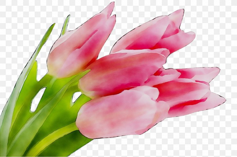 Desktop Wallpaper Flower Bulb Fawn Lilies, PNG, 1639x1089px, Flower, Bud, Bulb, Curcuma, Cut Flowers Download Free