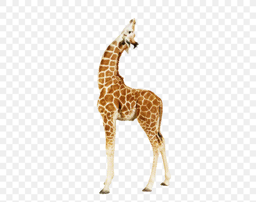 Giraffe Giraffidae Animal Figure Wildlife Snout, PNG, 500x645px, Giraffe, Animal Figure, Fawn, Giraffidae, Neck Download Free