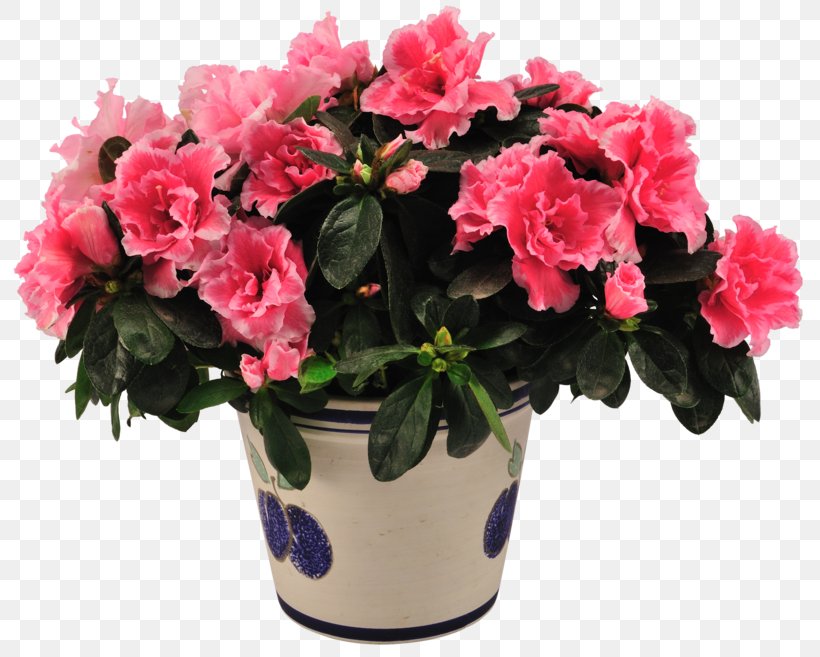Houseplant Cut Flowers Italy, PNG, 800x657px, Plant, Annual Plant, Artificial Flower, Azalea, Begonia Download Free