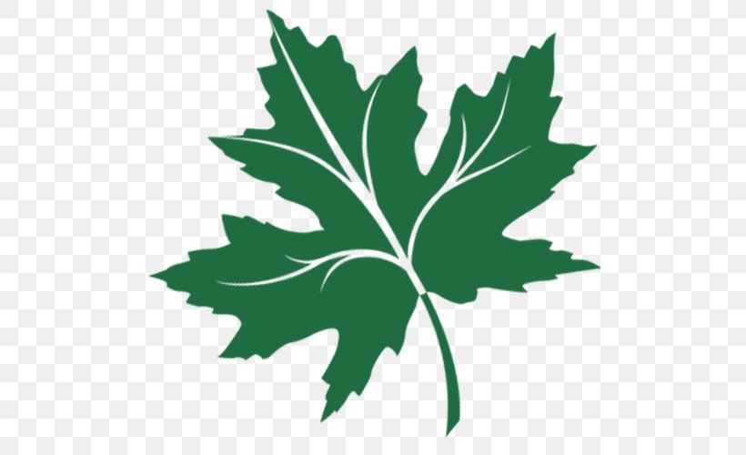 Maple Leaf Autumn Leaf Color Platanus Orientalis, PNG, 500x500px, Maple Leaf, Autumn, Autumn Leaf Color, Flowering Plant, Leaf Download Free