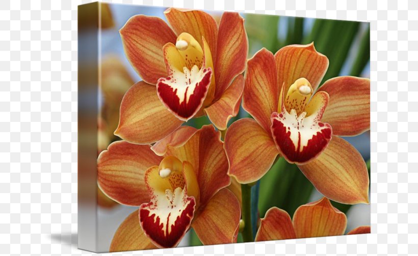 Moth Orchids Boat Orchid Cattleya Orchids Orange, PNG, 650x504px, Moth Orchids, Boat Orchid, Bride, Brides, Cattleya Download Free