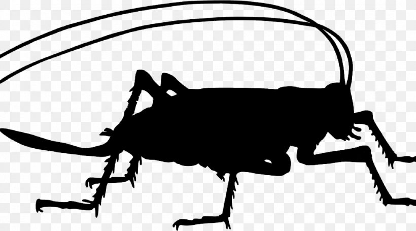 Clip Art Vector Graphics Image Free Content, PNG, 1080x600px, Cricket, Beetle, Blackandwhite, Grasshopper, Ground Beetle Download Free