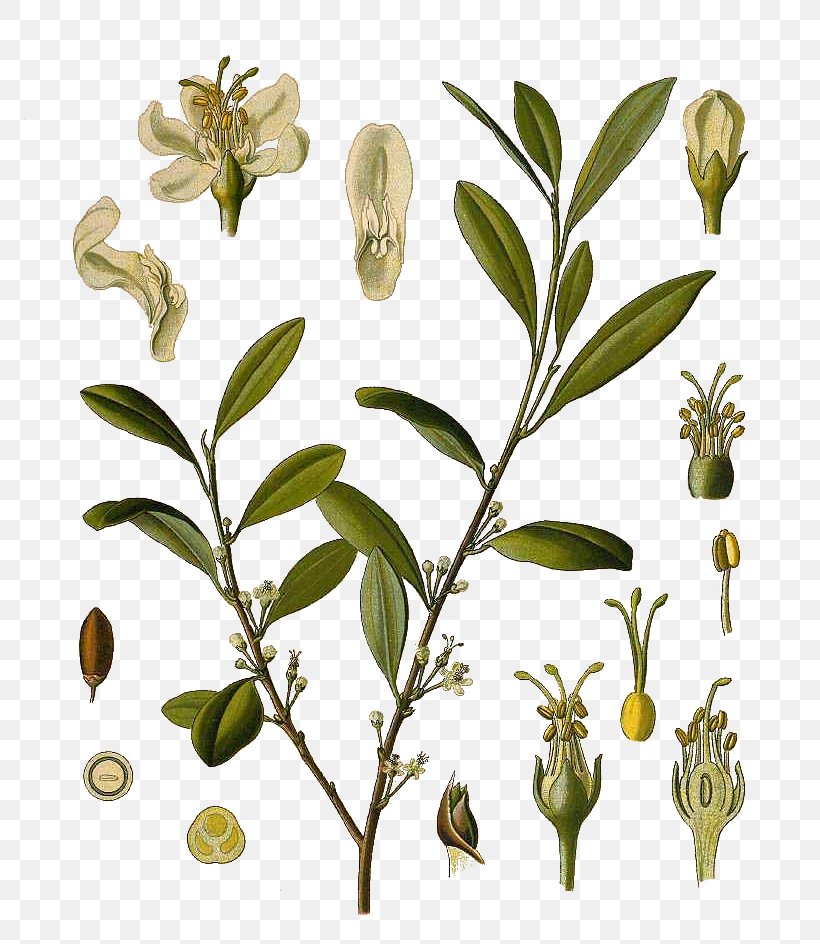 Köhler's Medicinal Plants Erythroxylum Coca Erythroxylum Novogranatense Coca Tea, PNG, 772x944px, Erythroxylum Coca, Botany, Branch, Coca, Coca Tea Download Free