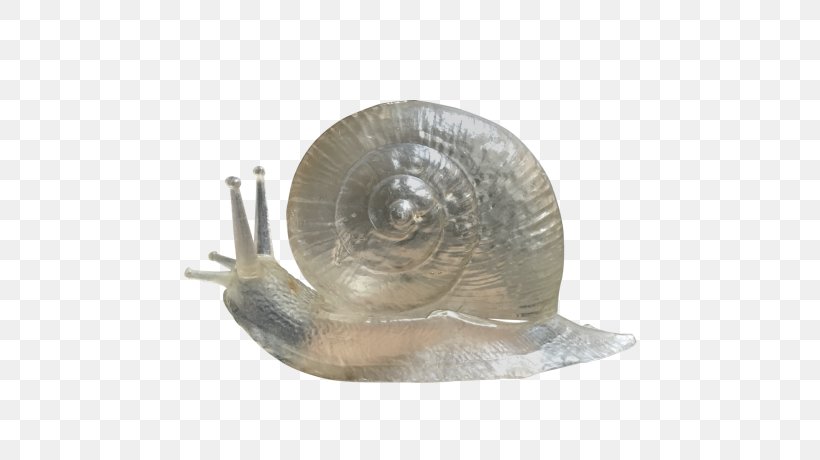 Snail, PNG, 736x460px, Snail, Invertebrate, Molluscs, Snails And Slugs Download Free