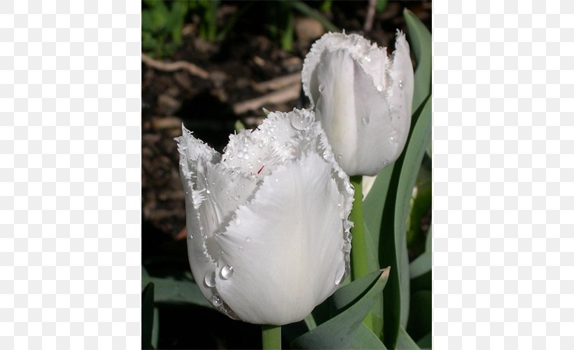 Tulip Petal Plant Stem Herbaceous Plant, PNG, 500x500px, Tulip, Flower, Flowering Plant, Herbaceous Plant, Lily Family Download Free