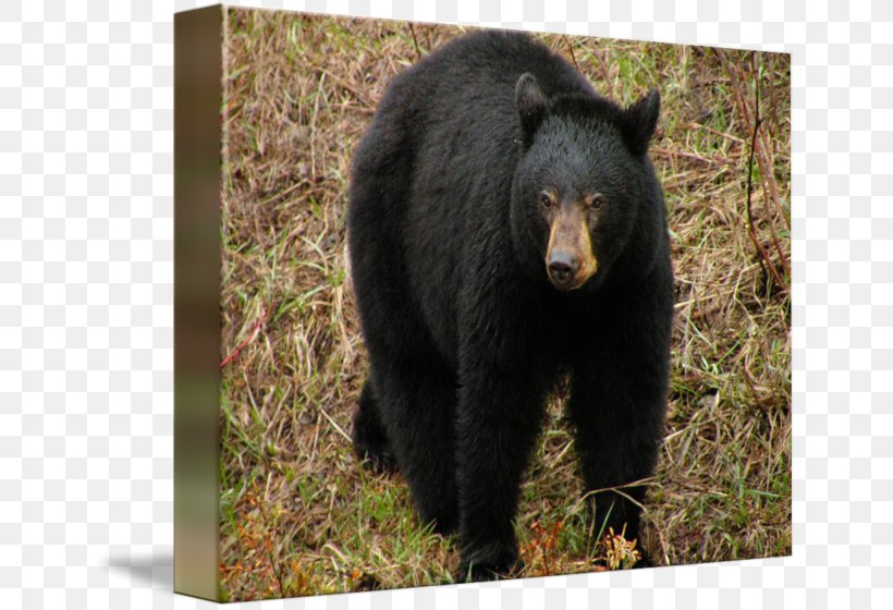 American Black Bear Grizzly Bear Fauna Wildlife, PNG, 650x560px, American Black Bear, Alaska Peninsula Brown Bear, Animal, Asian Black Bear, Bear Download Free