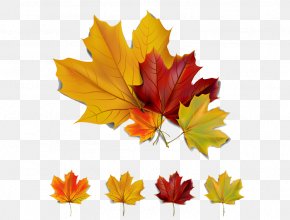 Autumn Maple Leaf - Autumn Leaf Color Autumn Leaf Color Clip Art PNG