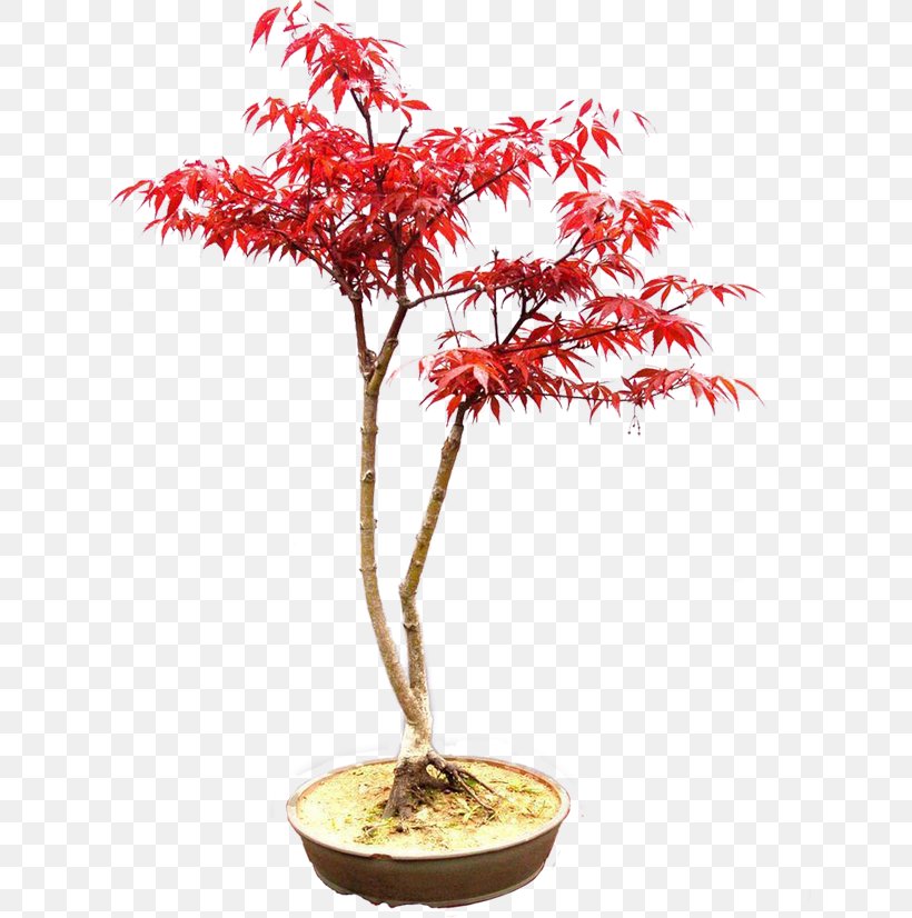 Bonsai Flowerpot Chinese Sweet Plum Tree Japanese Maple, PNG, 670x826px, Bonsai, Bambusa Ventricosa, Chinese Sweet Plum, Flowerpot, Houseplant Download Free