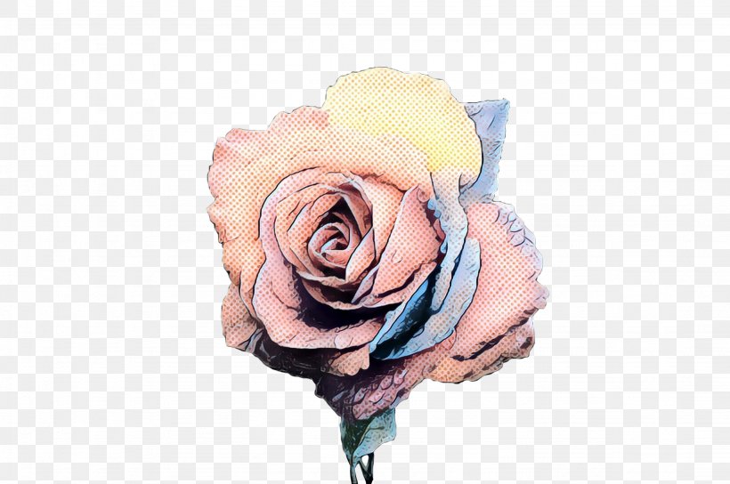 Garden Roses Cabbage Rose Cut Flowers Petal, PNG, 2257x1500px, Garden Roses, Blue Rose, Cabbage Rose, Cut Flowers, Floribunda Download Free