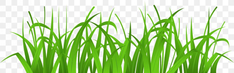 Clip Art, PNG, 8000x2504px, Grasses, Blog, Chrysopogon Zizanioides, Commodity, Grass Download Free