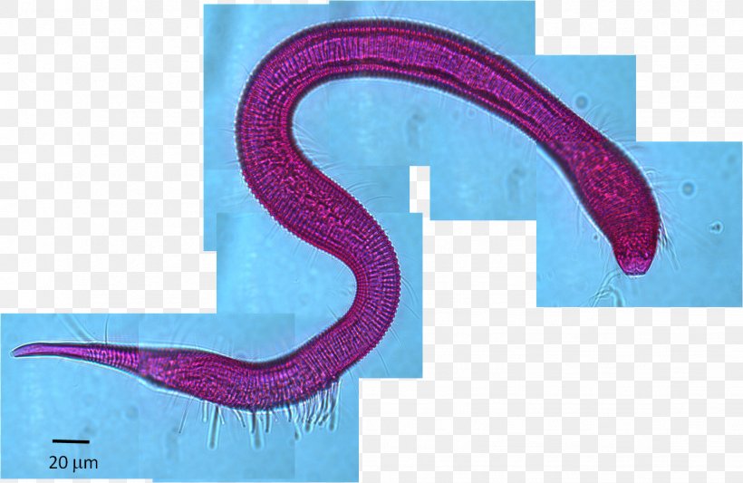 Ecosystem Meiobenthos Roundworms Ecology Deep Sea, PNG, 1431x931px, Ecosystem, Deep Sea, Ecology, English, Hydrothermal Vent Download Free