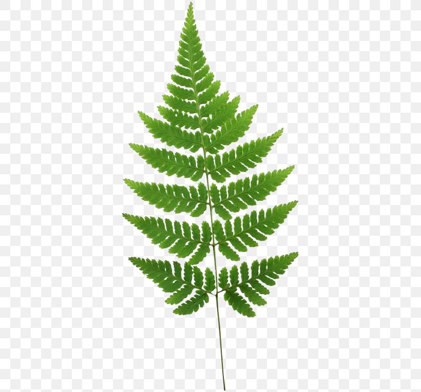 Fern Burknar Leaf Plant Stem, PNG, 349x765px, Fern, Biology, Burknar, Eagle Fern, Eye Download Free
