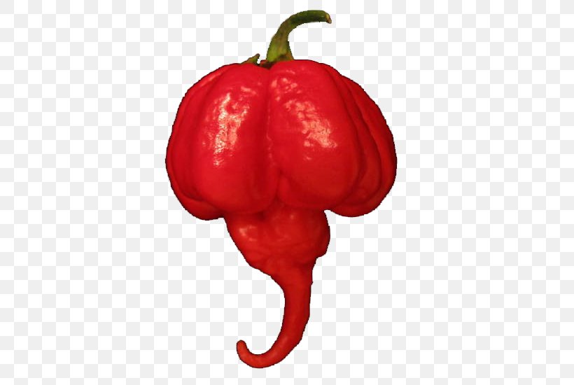 Habanero Capsicum Annuum Var. Acuminatum Trinidad Scorpion Butch T Pepper Trinidad Moruga Scorpion Carolina Reaper, PNG, 488x550px, Habanero, Bell Pepper, Bell Peppers And Chili Peppers, Bhut Jolokia, Capsicum Download Free