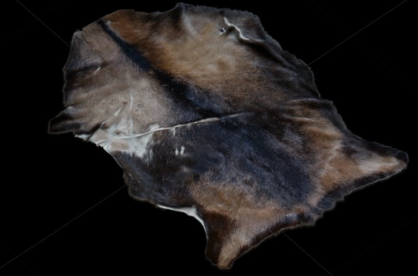 Organism Snout, PNG, 1209x800px, Organism, Snout Download Free