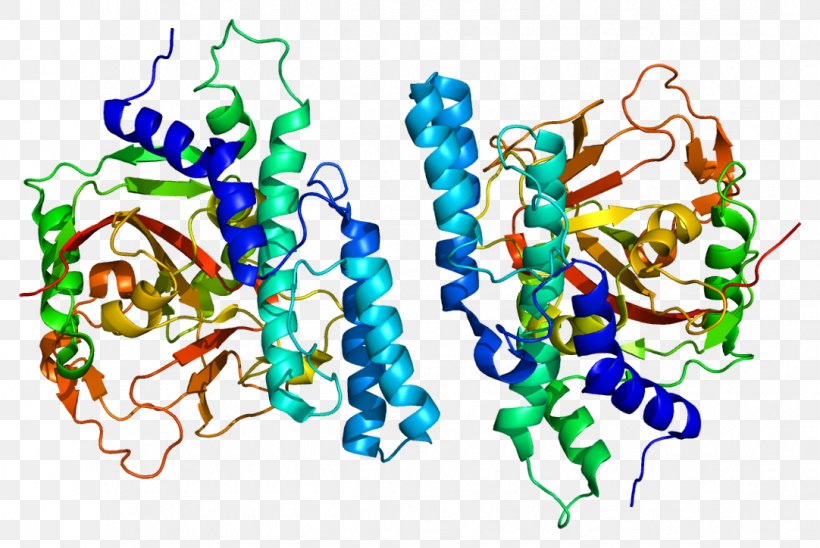 Poly (ADP-ribose) Polymerase PARP1 Protein PARP Inhibitor BRCA1, PNG, 1082x724px, Poly Adpribose Polymerase, Adenosine Diphosphate Ribose, Adpribosylation, Art, Body Jewelry Download Free