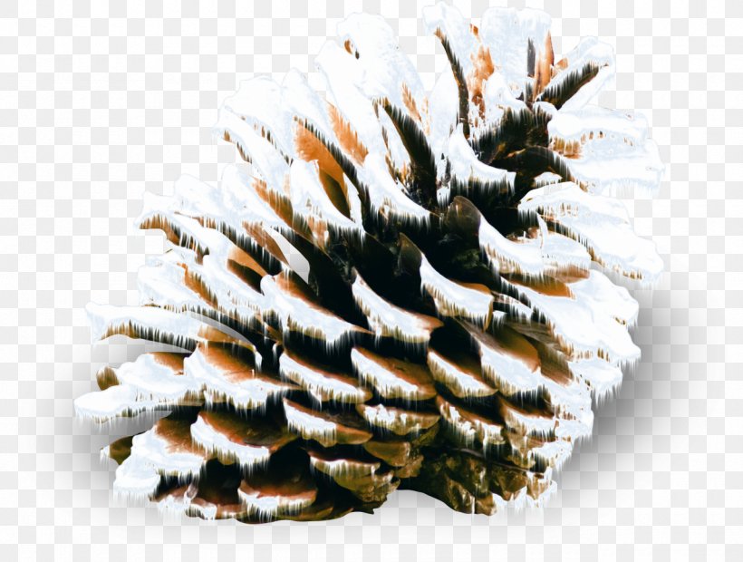 Conifer Cone Pine Spruce Snow Winter, PNG, 1280x968px, Conifer Cone, Auglis, Conifer, Fir, Pine Download Free
