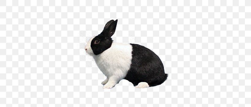 Domestic Rabbit Dutch Rabbit Polish Rabbit Havana Rabbit Hare, PNG, 350x350px, Domestic Rabbit, Breed, Dutch Rabbit, Dwarf Rabbit, Fur Download Free