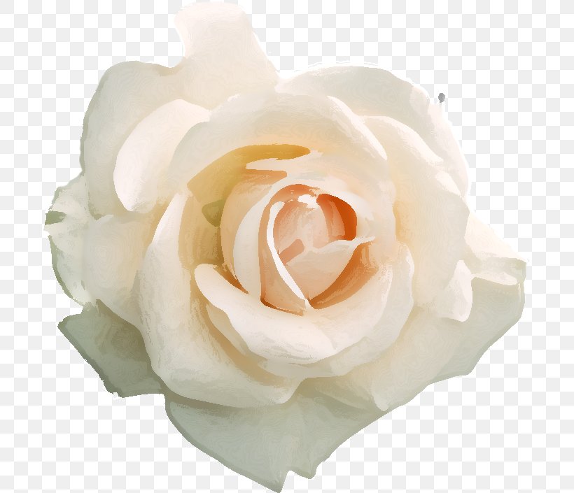 Fototapet Rose Flower Hanakotoba Wallpaper, PNG, 696x705px, Fototapet, Cut Flowers, Floribunda, Flower, Flowering Plant Download Free