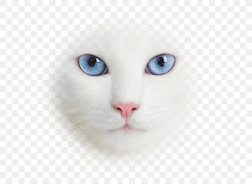Kitten Felidae Bengal Cat Siberian Cat Congenital Sensorineural Deafness In Cats, PNG, 600x600px, Kitten, Aegean Cat, Animal, Bengal Cat, Blanc Download Free