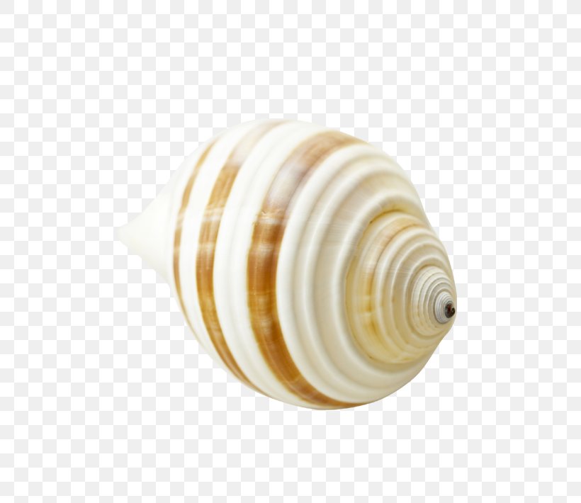 Sea Snail Seashell Yellow, PNG, 767x710px, Sea Snail, Conch, Conchology, Invertebrate, Molluscs Download Free