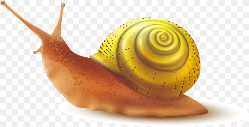 Snail Cartoon, PNG, 841x429px, Snail, Conch, Gastropod Shell, Invertebrate, Lymnaeidae Download Free