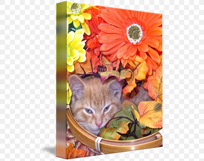 Whiskers Kitten Tabby Cat, PNG, 500x650px, Whiskers, Carnivoran, Cat, Cat Like Mammal, Flower Download Free