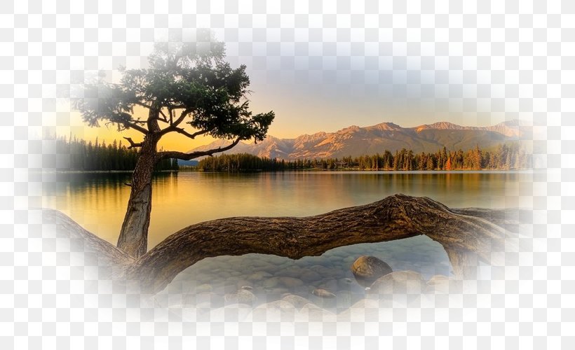 Desktop Wallpaper Tree Widescreen Display Resolution, PNG, 800x500px, Tree, Calm, Display Resolution, Editing, Forest Download Free