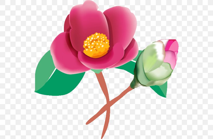 Flower Season Illustration February Japanese Camellia, PNG, 556x534px, 2018, Flower, Cut Flowers, February, Flowering Plant Download Free