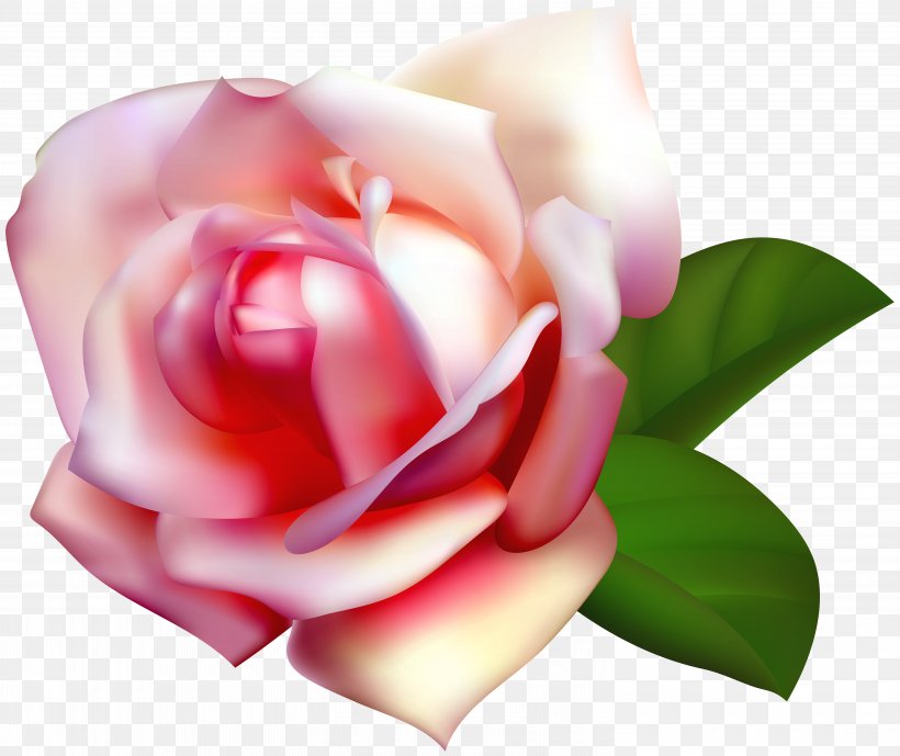 Garden Roses Centifolia Roses Rosa Chinensis Clip Art, PNG, 6000x5047px, Beach Rose, Bitmap, Bud, China Rose, Close Up Download Free