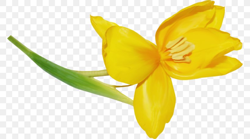 Light Yellow, PNG, 774x458px, Light, Amaryllis Family, Daylily, Evening Primrose, Flower Download Free