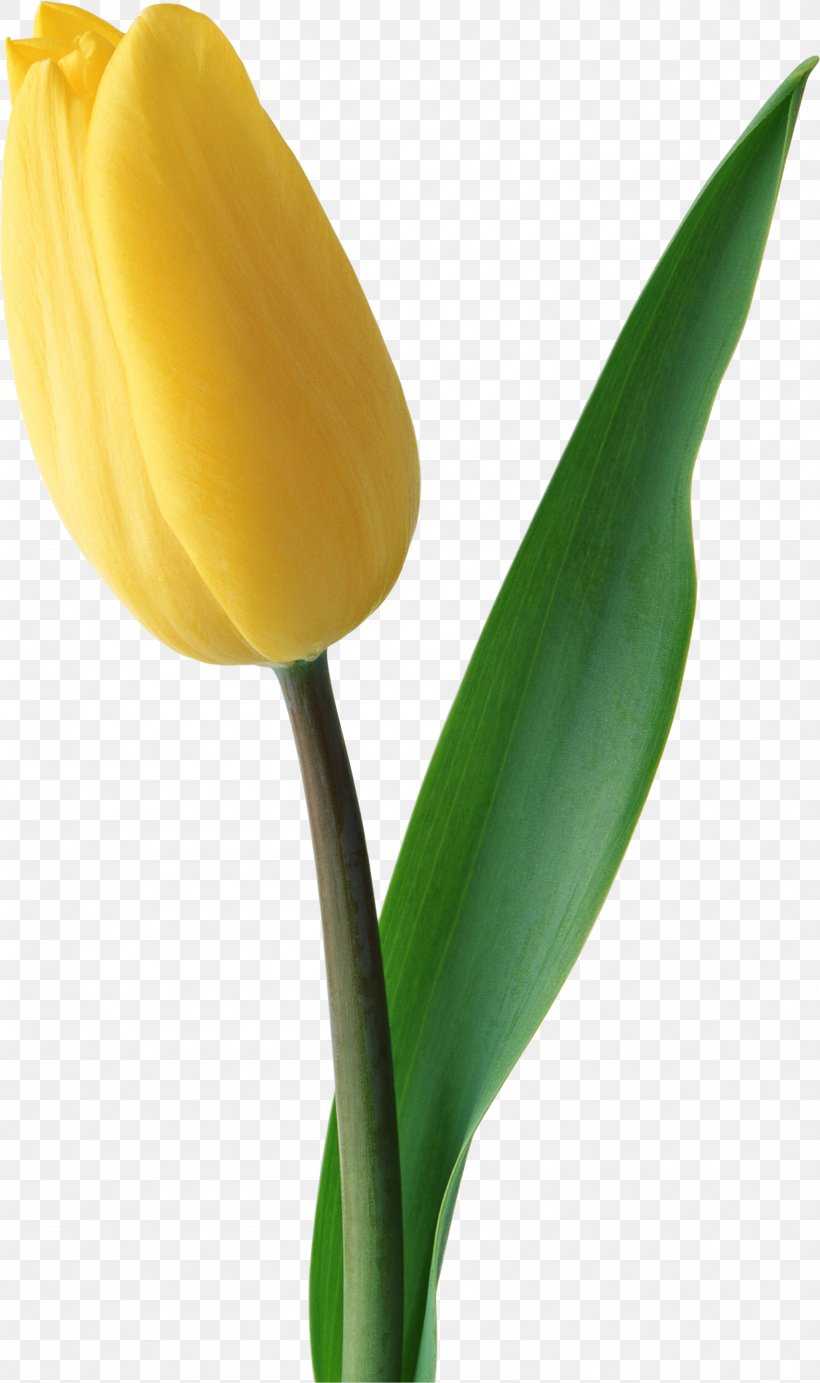 Netherlands Tulip Flower Yellow JD.com, PNG, 1589x2680px, Flower, Bud, Cut Flowers, Flowering Plant, Leaf Download Free