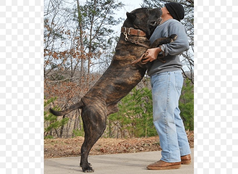 Perro De Presa Canario Dogo Argentino Cane Corso Miniature