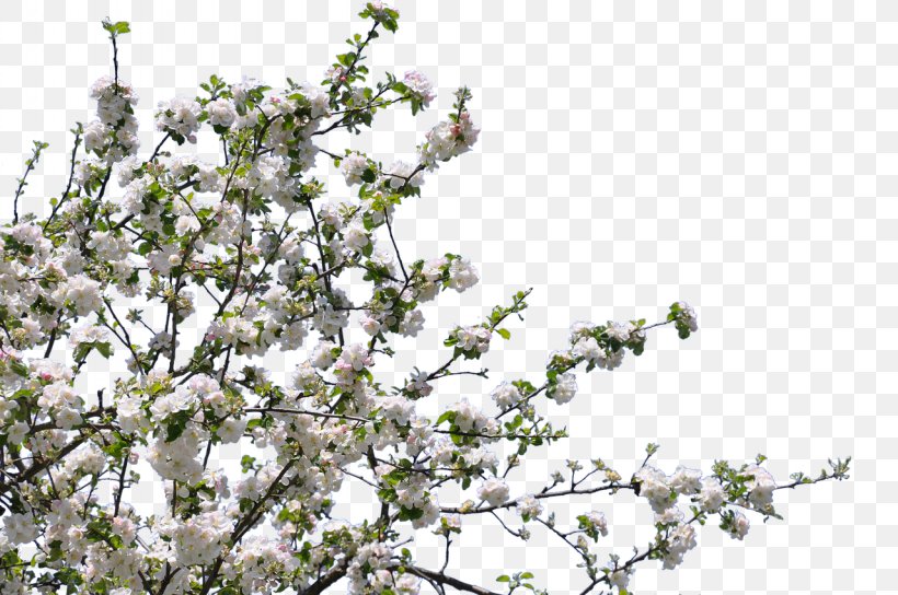 Clip Art Blossom Tree Flower, PNG, 1280x850px, Blossom, Branch, Cherry Blossom, Flower, Flowering Plant Download Free
