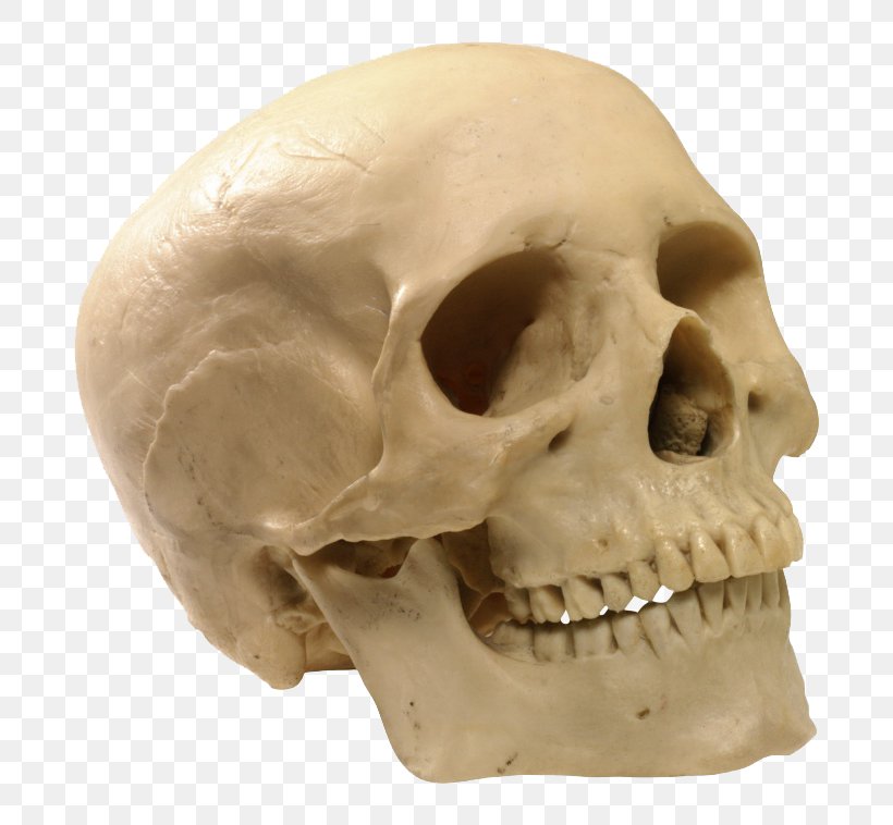 Skull Human Skeleton Clip Art, PNG, 760x758px, Skull, Bone, Clipping Path, Display Resolution, Head Download Free