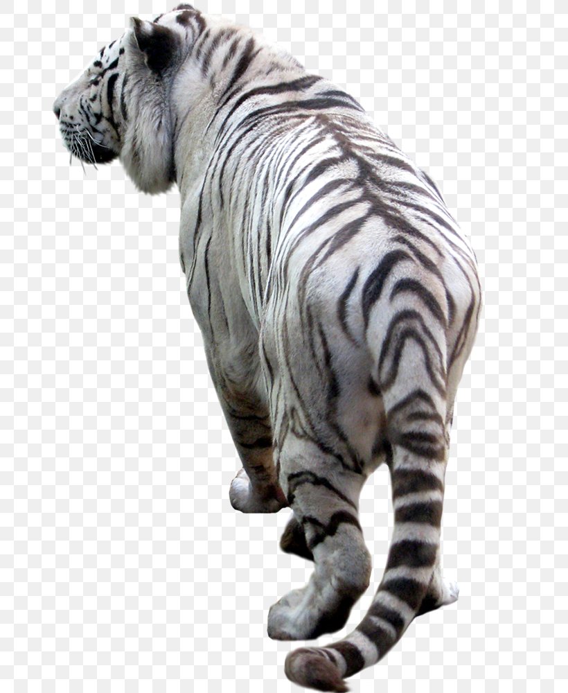 Tiger Desktop Wallpaper Clip Art, PNG, 800x1000px, Tiger, Big Cats, Carnivoran, Cat Like Mammal, Fur Download Free