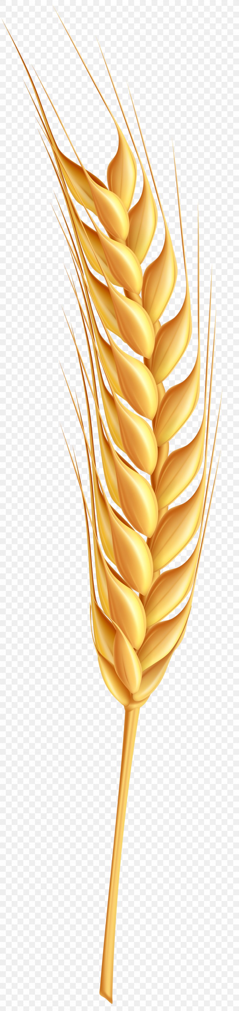 Wheat Clip Art, PNG, 1898x8000px, Wheat, Bitmap, Cereal, Commodity, Flower Download Free