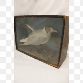 Long Box - Beak Fauna Feather PNG