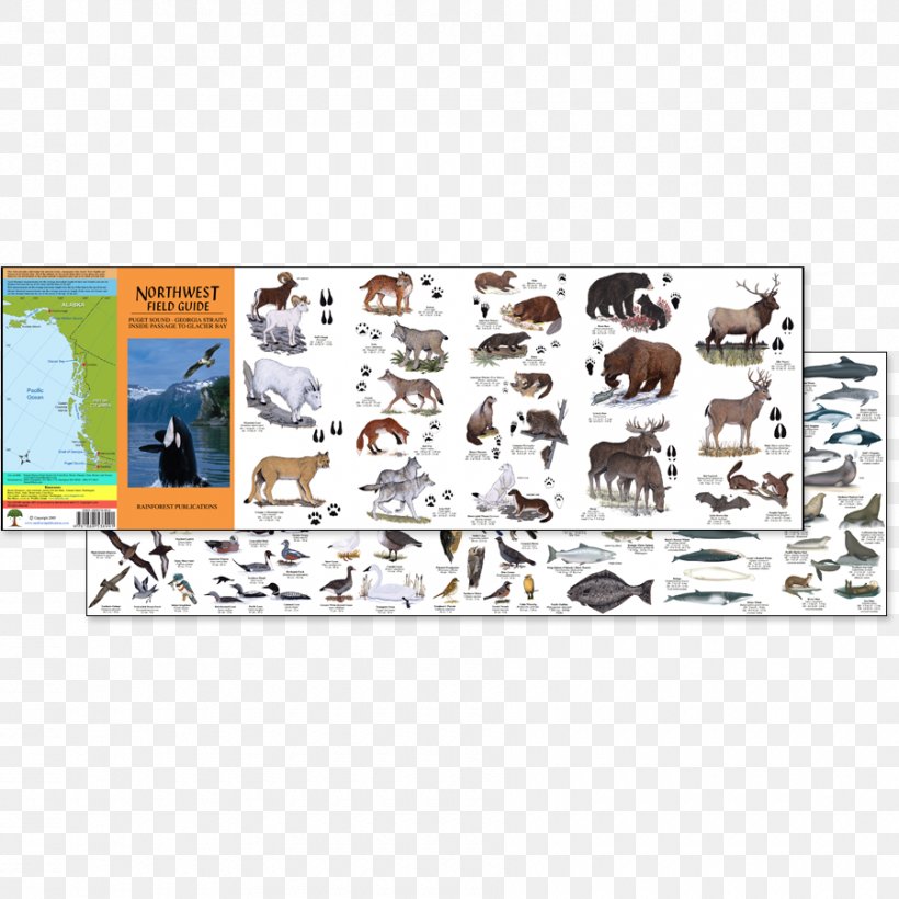Field Guide Wildlife Animal Temperate Rainforest Oregon, PNG, 900x900px, Field Guide, Animal, Com, Habitat, Information Download Free