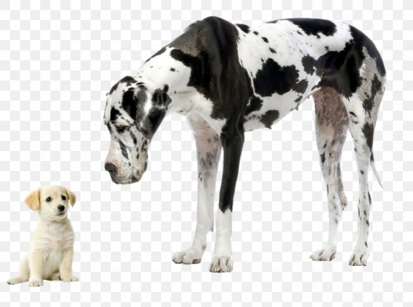 Great Dane Chihuahua Labrador Retriever Dog Breed Cat, PNG, 1000x744px, Great Dane, American Kennel Club, Breed, Carnivoran, Cat Download Free